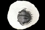 Spiny Delocare (Saharops) Trilobite - Excellent Shell Quality #125137-3